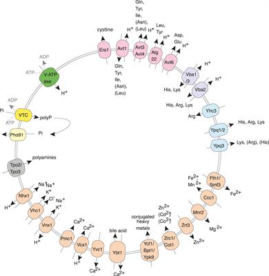 Phosphate Homeostasis − A Vital Metabolic Equilibrium Maintained Through the INPHORS Signaling Pathway